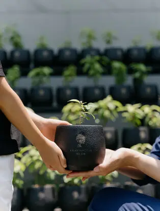 Hands holding a seedling pot at Amanyangyun, with rows of young plants in the background.
