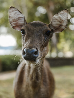 Deer with large ears facing camera at Amanwana, Indonesia.