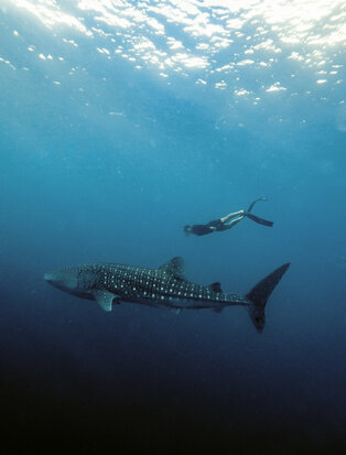 Whale shark gliding through clear blue waters at Amanwana, Indonesia.