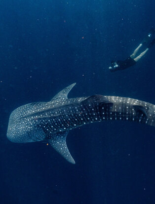 Whale shark gliding through deep blue waters at Amanwana, Indonesia.