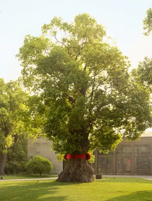 Ancient banyan tree on the grounds at Amanyangyun, with sprawling canopy and verdant landscape.