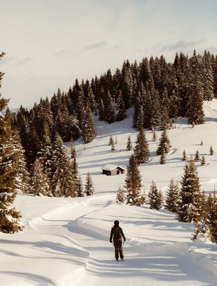 Solitary skier descending snowy Alpine slopes at Aman Rosa Alpina, surrounded by coniferous forest.