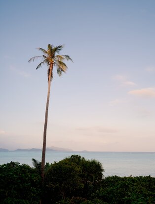 Tall palm tree rising above tropical vegetation at Amanpulo, Philippines, at dusk.