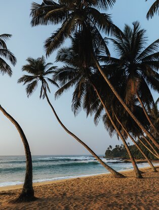 Curved palm trees frame a quiet sandy beach at Amanwella, Sri Lanka, with calm turquoise waters beyond.