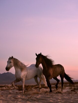 Dos caballos en la playa al atardecer en Amanvari resort.