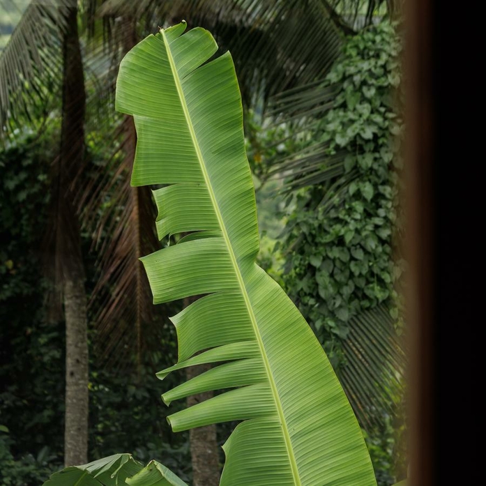 Amandari_Bali_Indonesia_Nature Detail