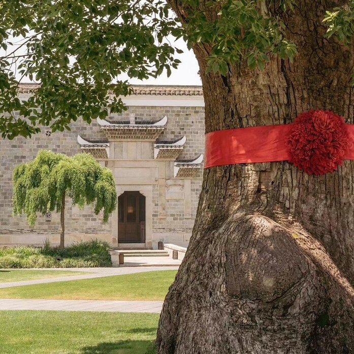 Amanyangyun, China - Resort, King Camphor Tree