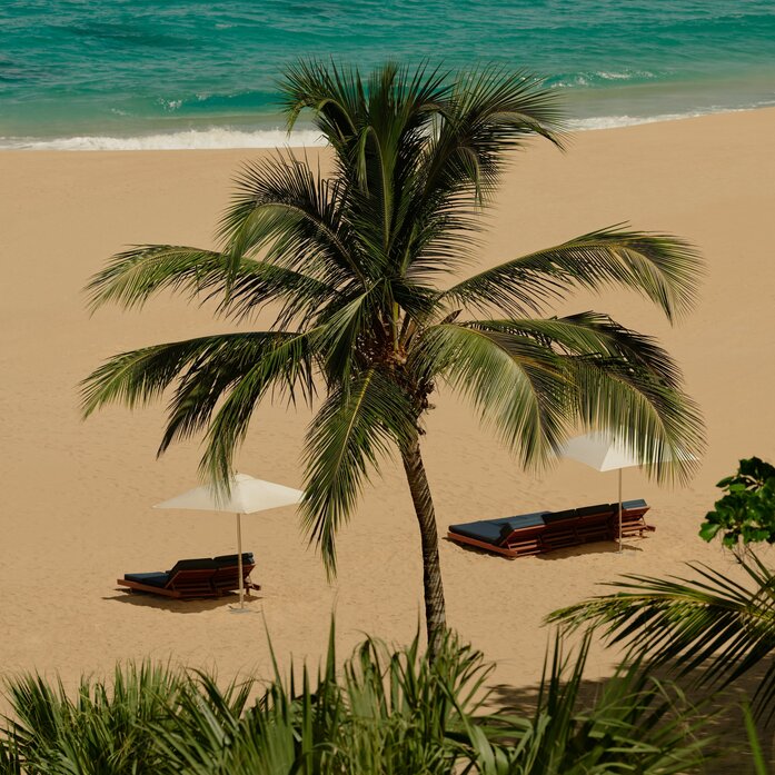 Palm tree on sandy beach with turquoise water at Amanera, Dominican Republic.