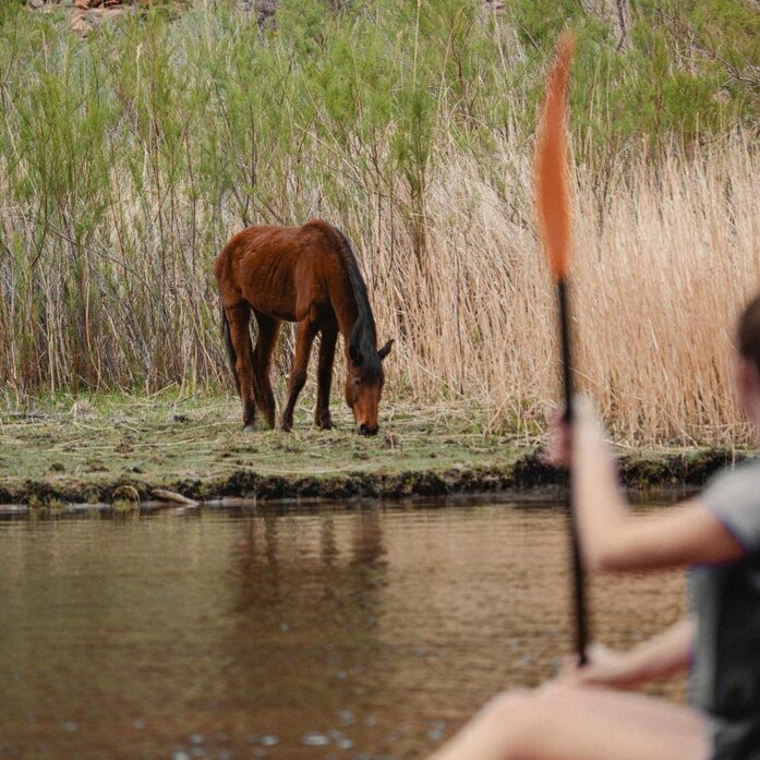 Horse drinking from Colorado River near Amangiri, Utah