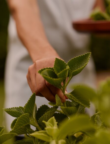 Hand holding fresh mint leaves at Amanera wellness garden, Dominican Republic.