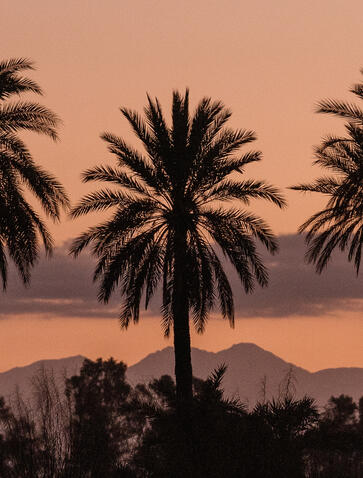 Palm trees silhouetted against a dusky sky at Amanjena, Morocco.
