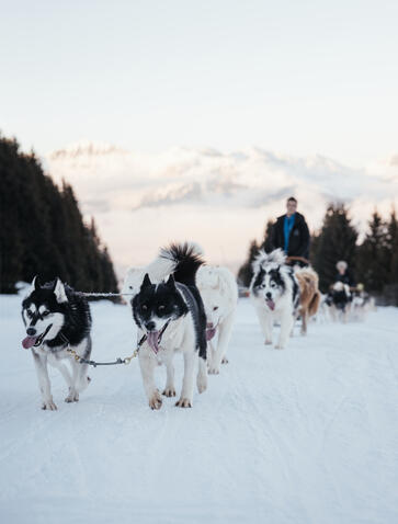 Aman Le Melezin - Dog Sledding