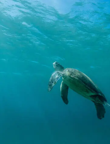 Amanpulo turtle