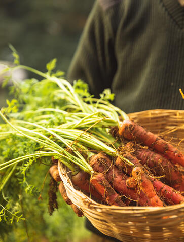 Aman-i-Khas, organic garden