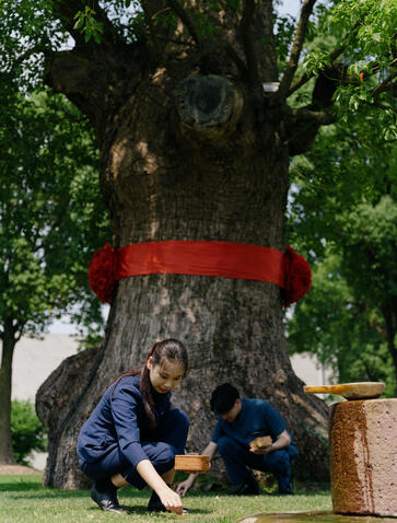 Young seedlings of the Emperor Tree at Amanyangyun, China, with visitors gathered at its base.