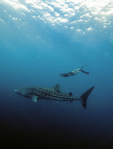Whale shark gliding through clear blue waters at Amanwana, Indonesia.