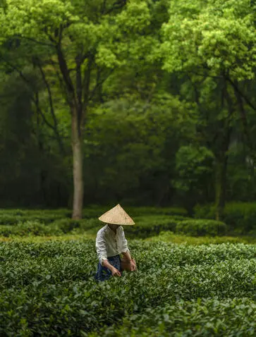 法云安缦度假村中，一位穿着传统圆锥形帽的人在绿色茶田间劳作。