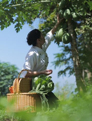 A staff member tends to the kitchen garden at Amankila, harvesting fresh vegetables beneath lush green vines.