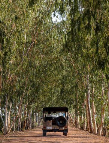 Jeep driving through tree-lined avenue at Amansara, Cambodia.