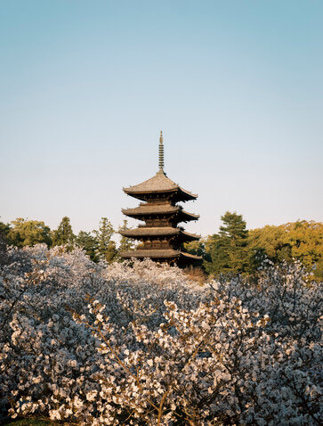 Discover Japan – Luxury Japanese Resorts & Hotels – Aman