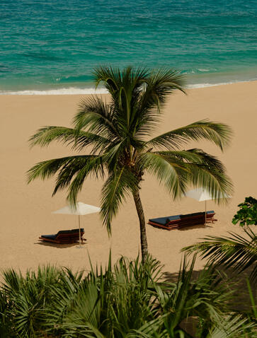 Palm tree on sandy beach with turquoise waters and beached boats at Amanera.