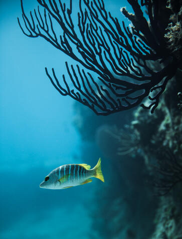 Amanyara-Turks-and-Caicos