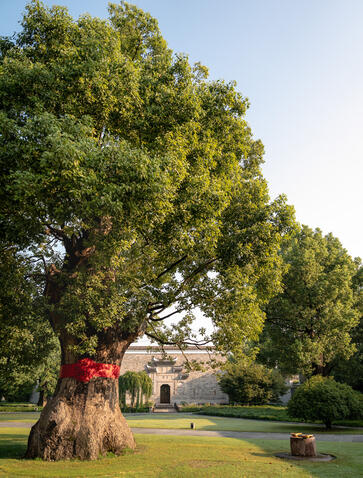 Ancient tree with red pavilion at Amanyangyun resort in China.