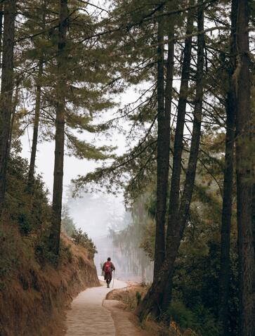 A lone figure walks along a forest path through tall pine trees at Amankora, Paro, with mist rising in the distance.