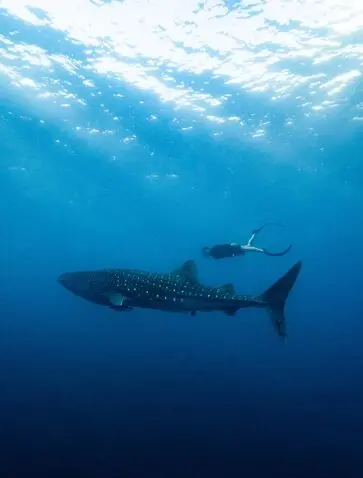 Amanwana, A Family Escape
