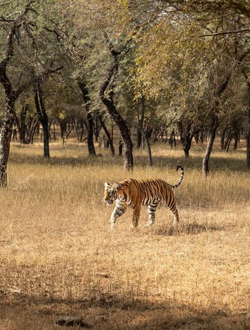 Tiger walking through dry grassland at Aman-i-Khas, India.