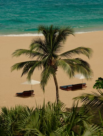 Palm tree on sandy beach with turquoise water at Amanera, Dominican Republic.