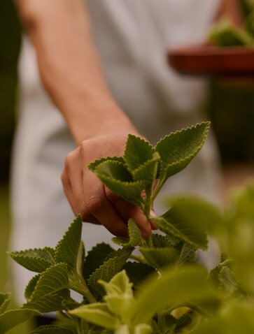 Main tenant's hand holding fresh mint leaves at Amanera resort wellness garden.