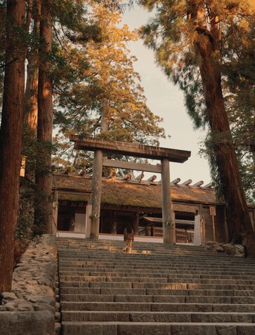 Amanemu resort entrance nestled amongst tall trees with stone steps leading to wooden façade, autumn foliage overhead.