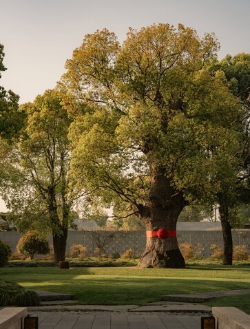 Ancient tree at Amanyangyun resort in China, with sprawling canopy and manicured lawn beneath.