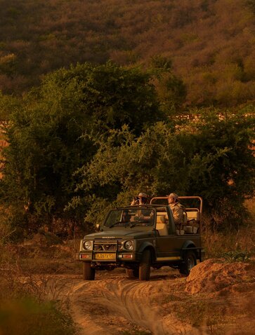 Safari vehicle navigating through golden grassland at Amanbagh, India.