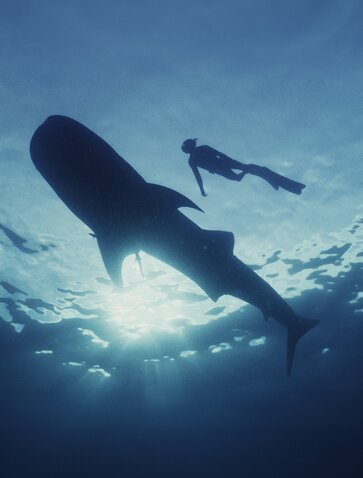 Diver swimming alongside a whale shark in clear ocean waters at Amanwana, Indonesia.