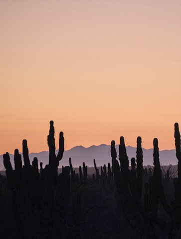 Silhouetted saguaro cacti against a dusty rose sunset sky during guided desert hiking at Amanvari, Mexico.