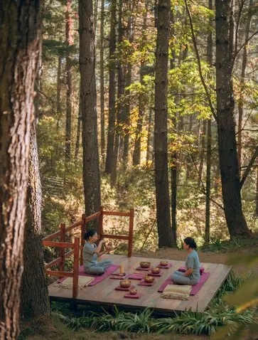 Forest clearing at Amankora with guests seated on a wooden platform beneath tall pine trees.