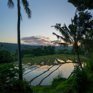 Rice terraces at Amanjiwo at sunset, with palm trees framing the view over stepped paddies.