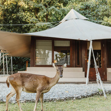 Deer grazing in front of a wooden pavilion at Amanwana.