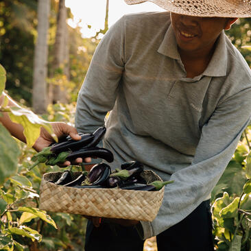Farmer at Amanpulo's organic farm harvesting fresh vegetables from wooden raised bed.