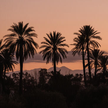 安缦珍纳度假村的棕榈树在日落时分形成剪影，映衬着粉色的摩洛哥天空。