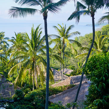 Tropical garden with tall palm trees and lush greenery overlooking Amankila's grounds and distant hills.