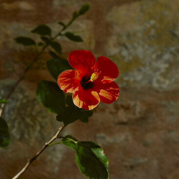 Red and orange flower blooming at Amanruya, Turkey resort.