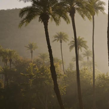 Palm trees rising through morning mist at Amanbagh, India.
