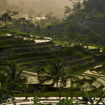 Amanjiwo, Indonesia - Ricefields Selegriyo