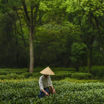 Person in conical hat tending to lush green tea terraces at Amanfayun, China.