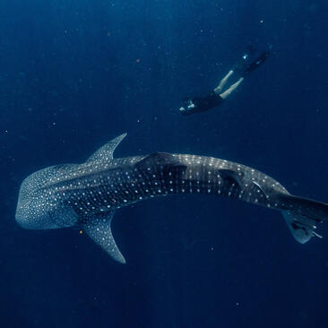 Whale shark gliding through deep blue waters at Amanwana, Indonesia.