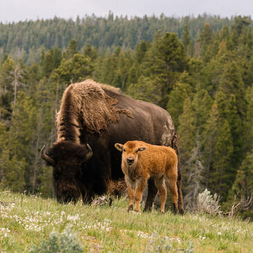 Bison mother and calf grazing in wildflower meadow with forest backdrop at Amangani, Jackson Hole.