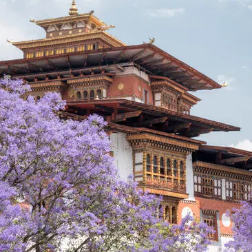 Punakha Dzong's golden-roofed fortress with purple jacaranda blossoms during spring, Bhutan.